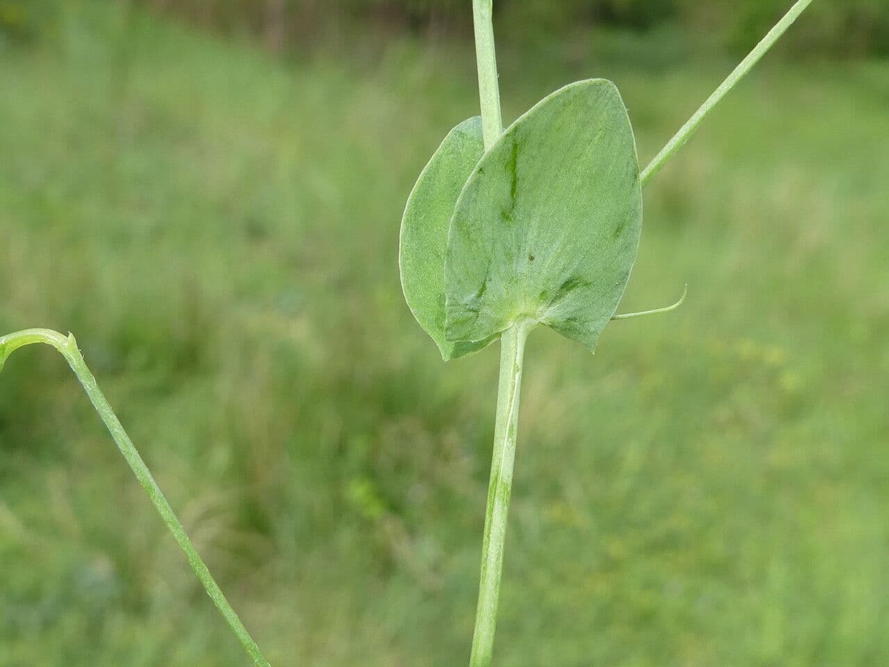 Cicerchia bastarda 20