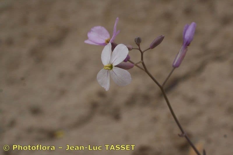 Moricandia 6