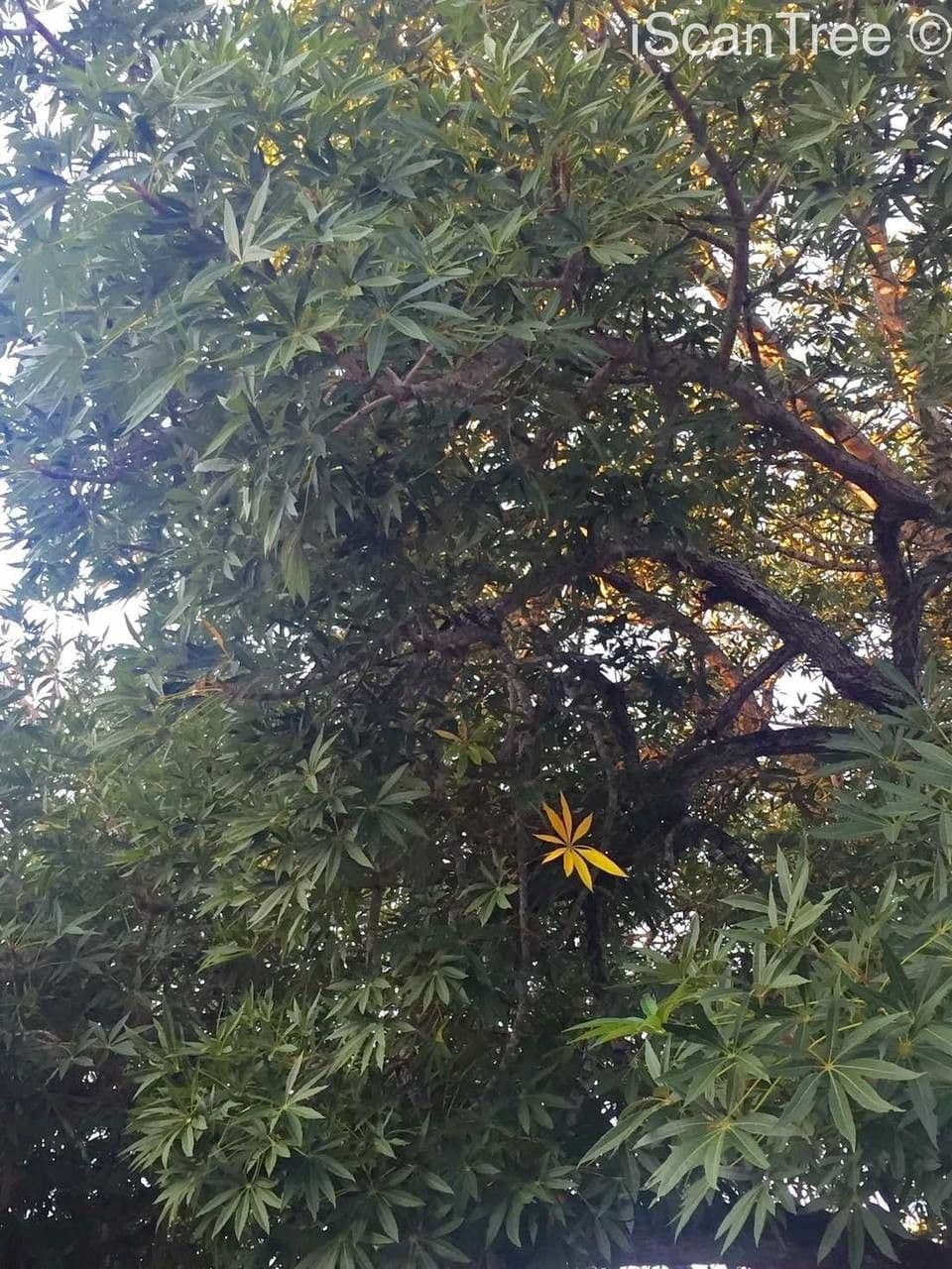 Sterculia 11