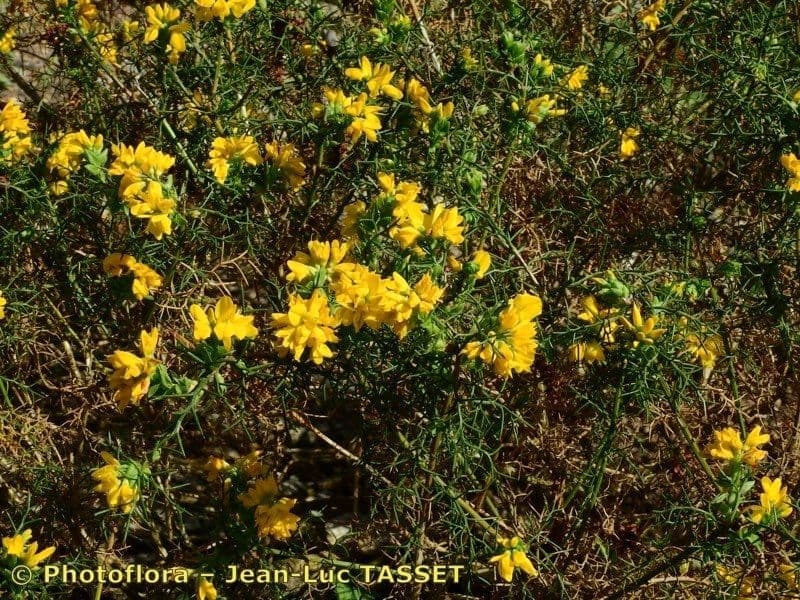 Felsen-Ginster 5