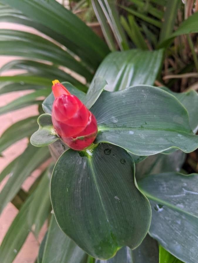 Costus 7