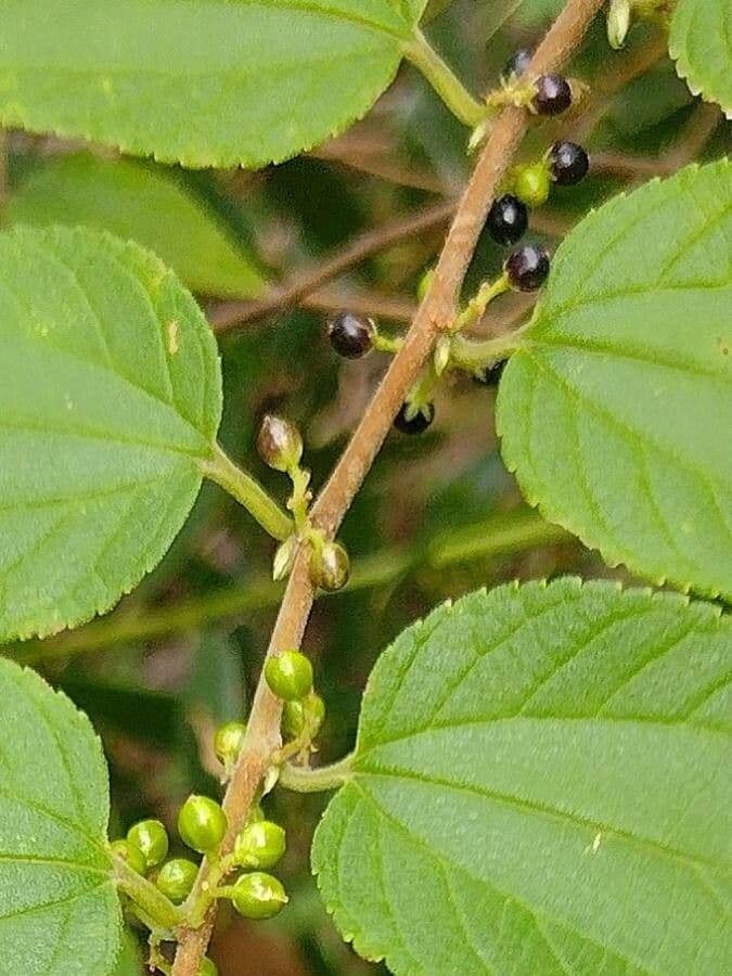 Trema tomentosa