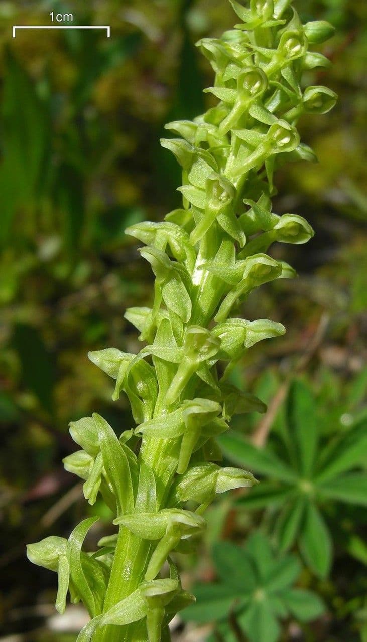 Platanthera stricta