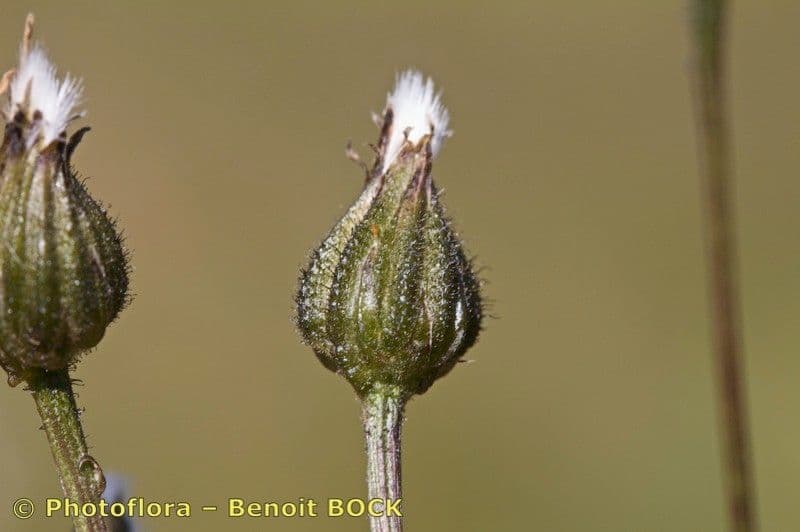 Radicchiella dolcigna