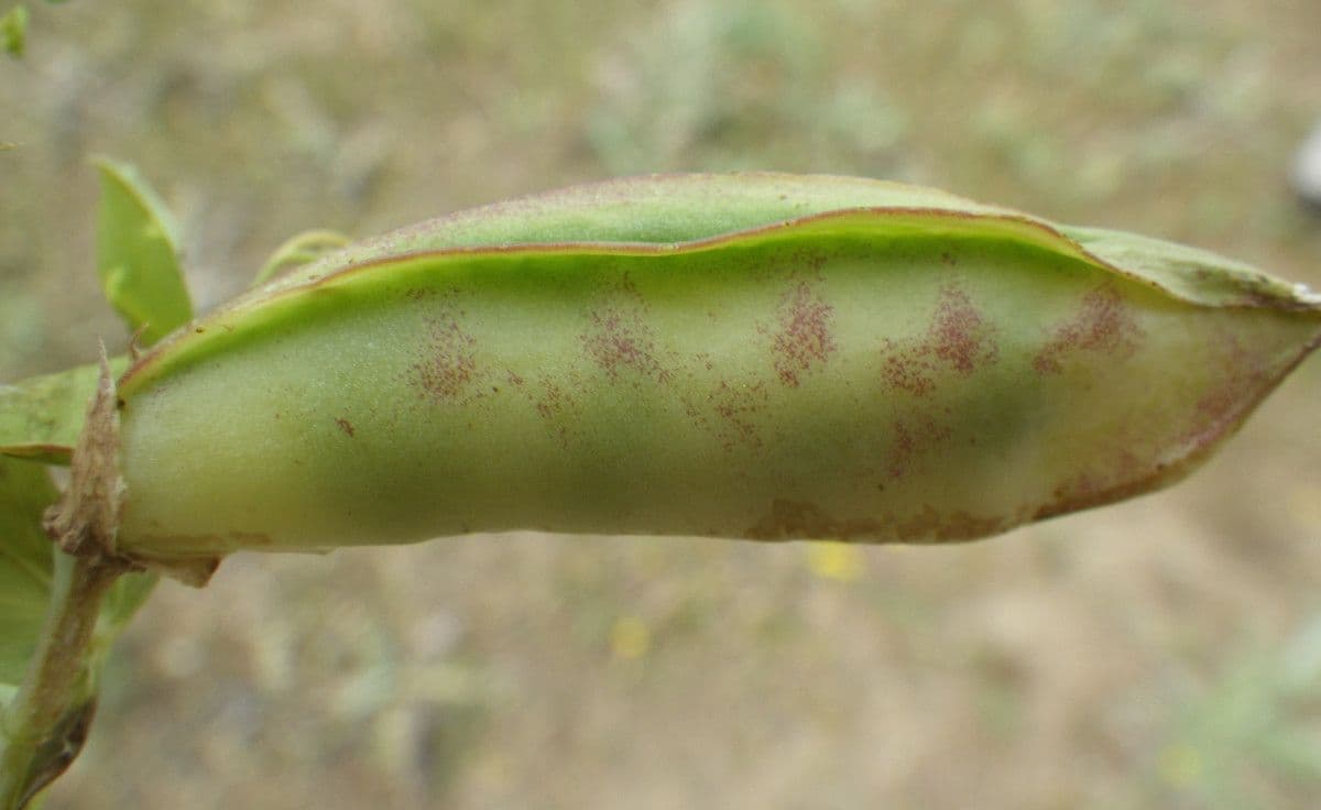 Vesce d'Ochrus 3