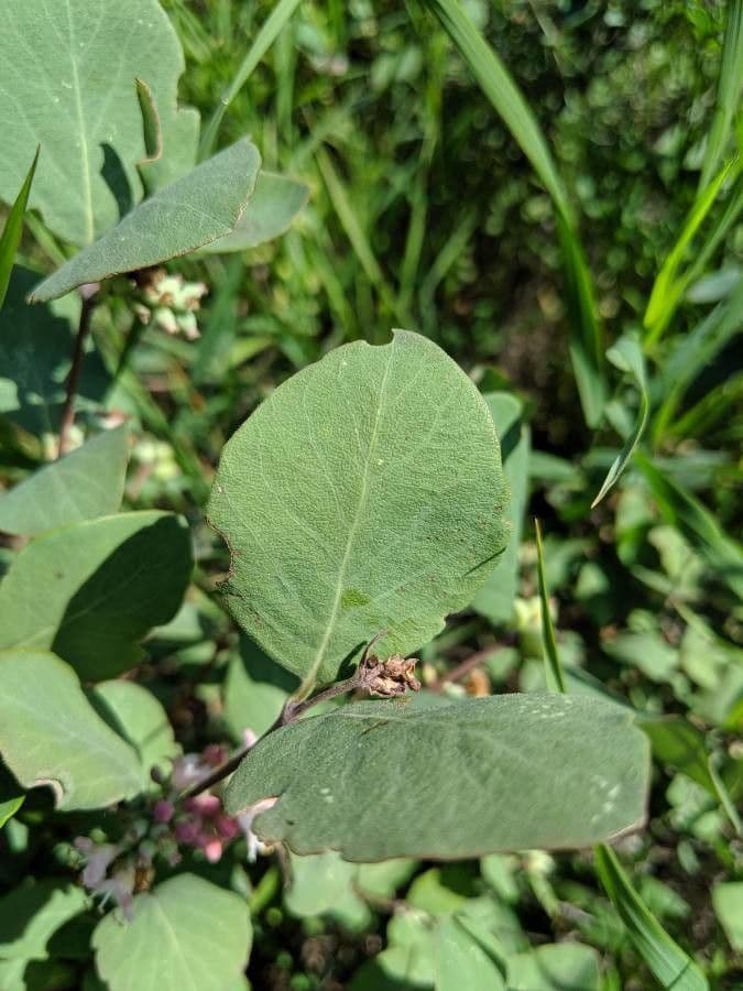 Symphoricarpos occidentalis 19
