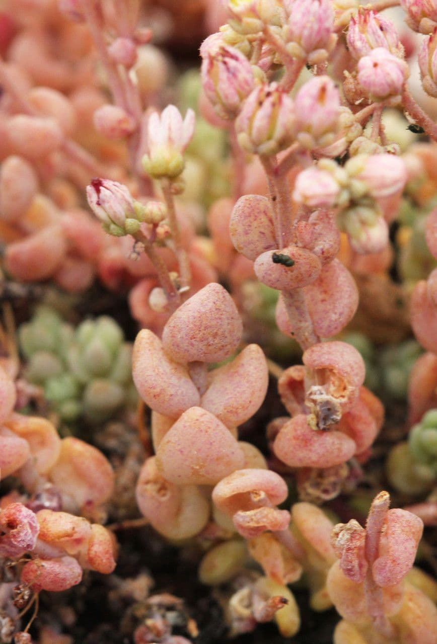 Borracina cinerea 2