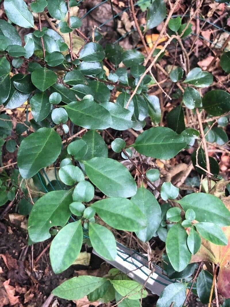 Azara 2