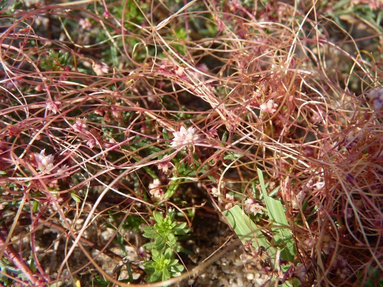Cuscuta del timo 30