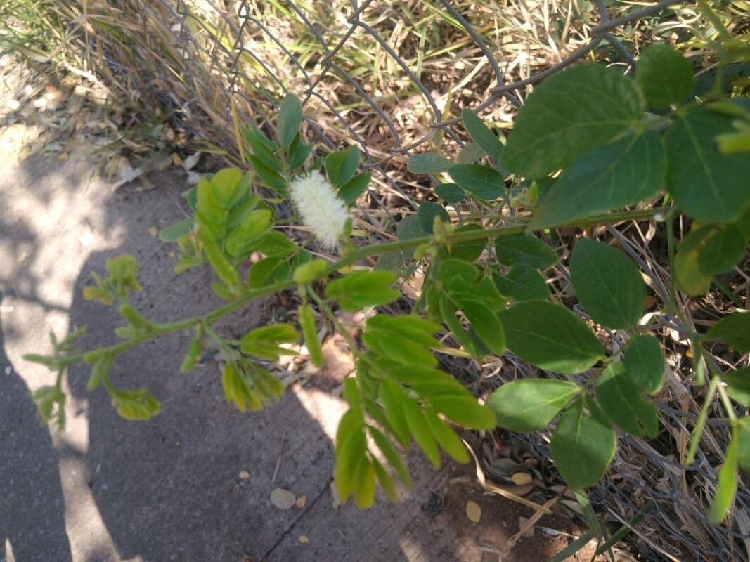 Caesalpinienblättrige Mimose 7