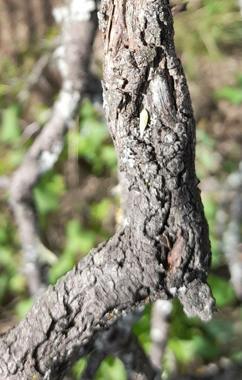 Condalia 13