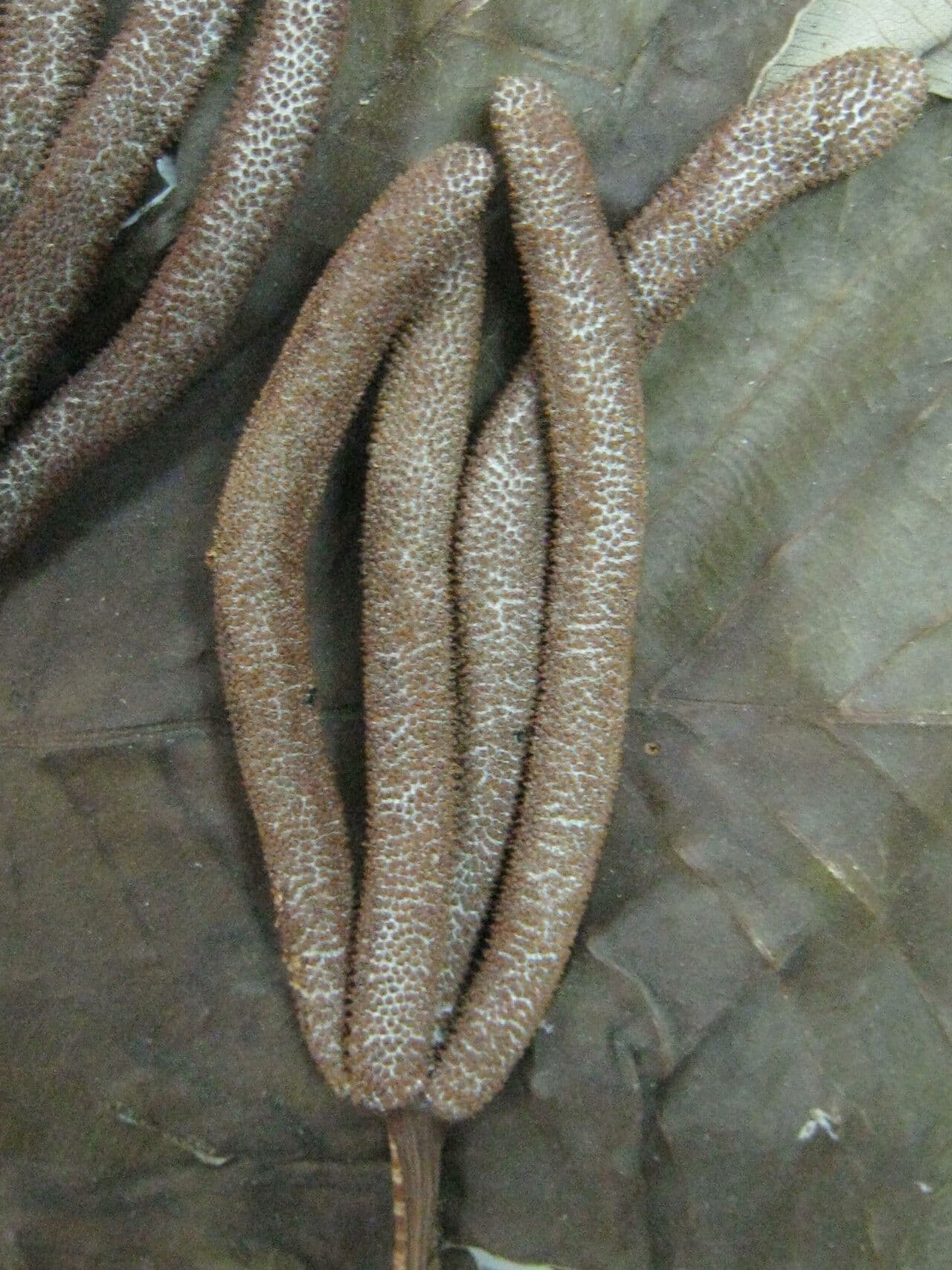 Albero serpente