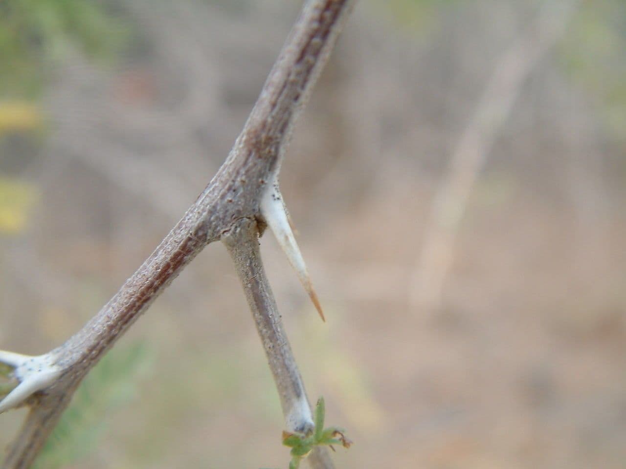 Kalternuss 21