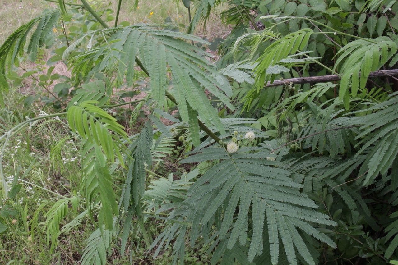 Leucaena pulverulenta