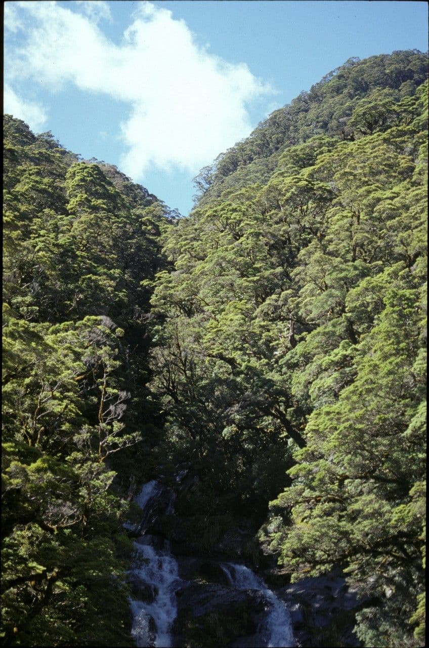 Silberbuche 3