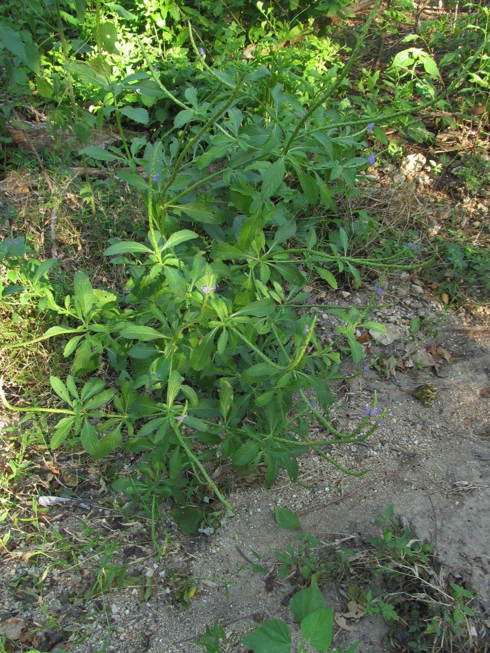 Stachytarpheta 6