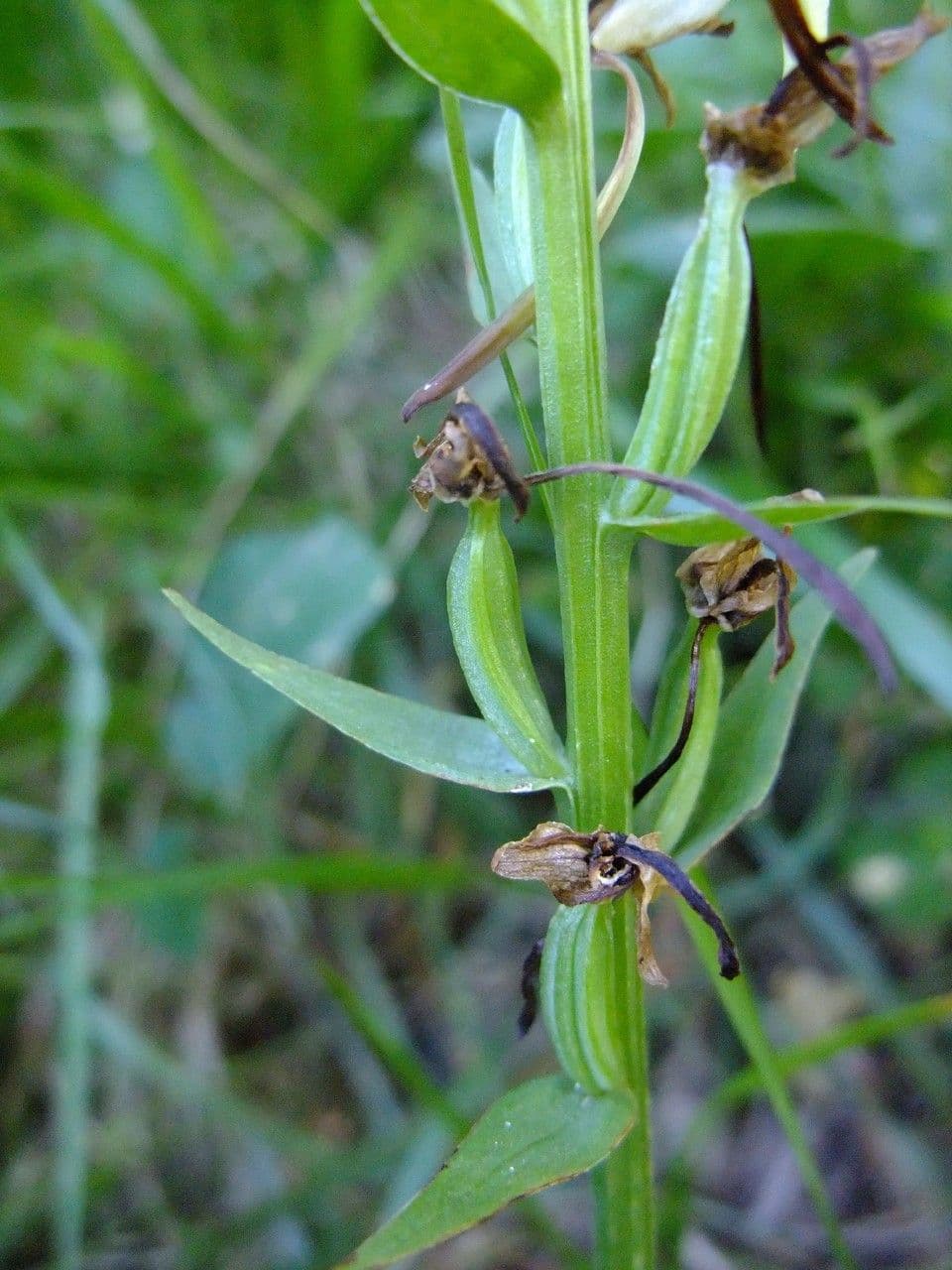Platantera verdastra 4