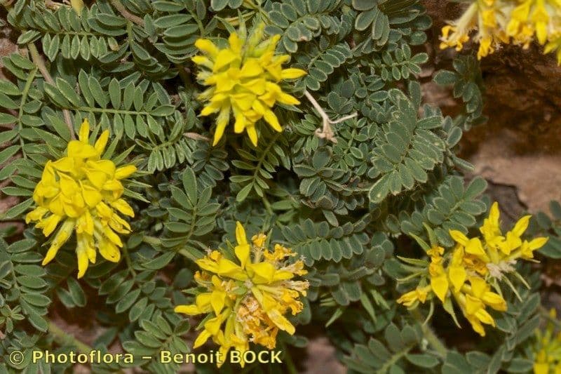 Anthyllis 5