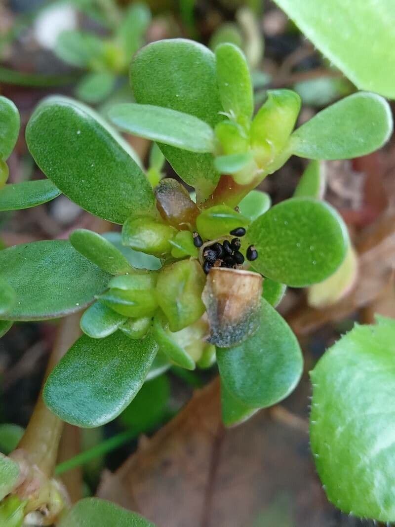 Porcellana comune