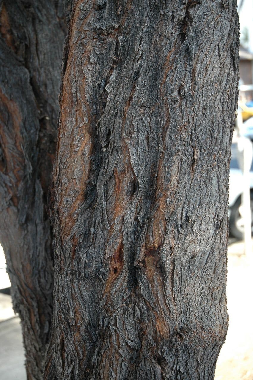 Prosopis 14
