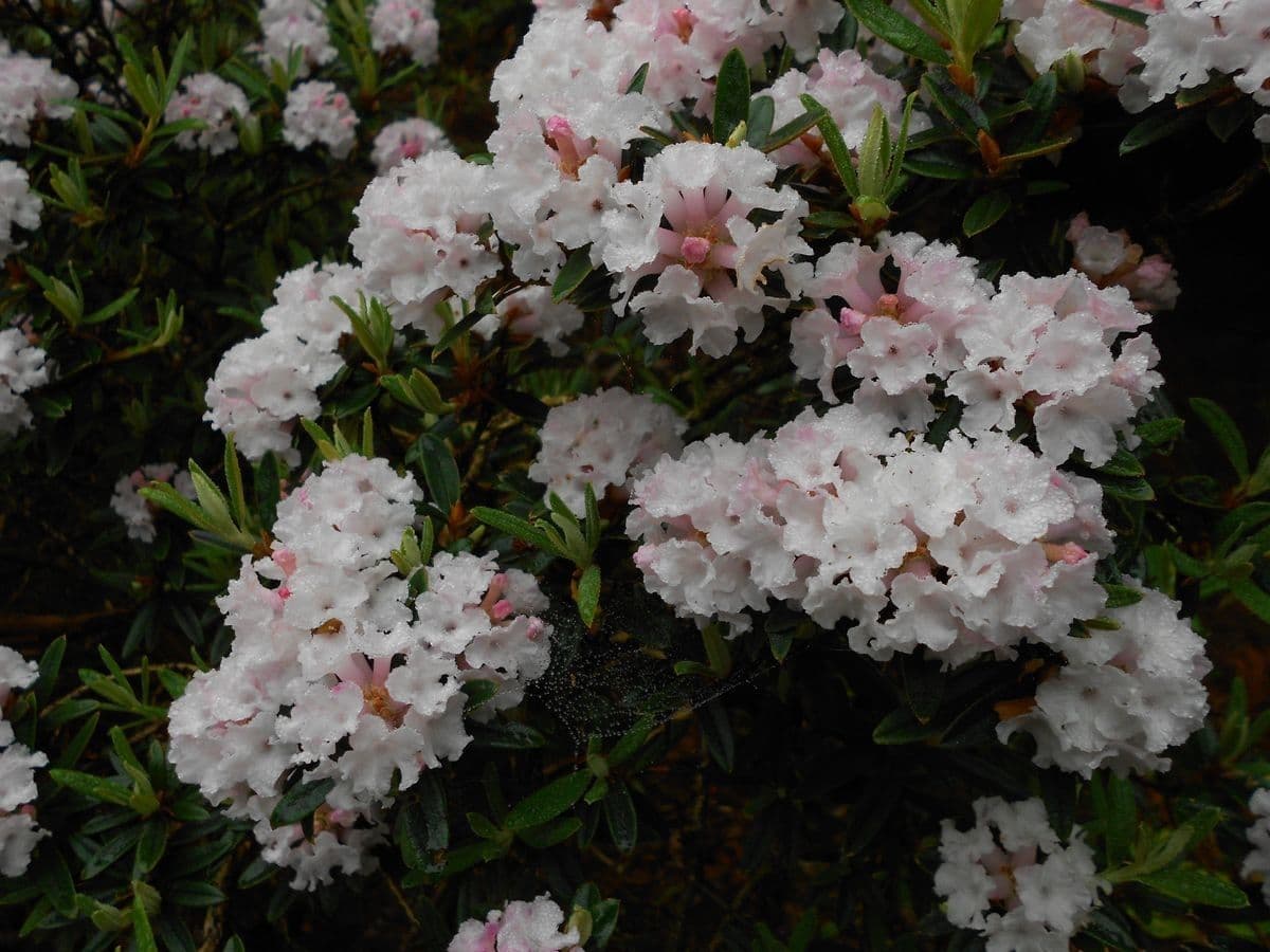 Rododendro 3