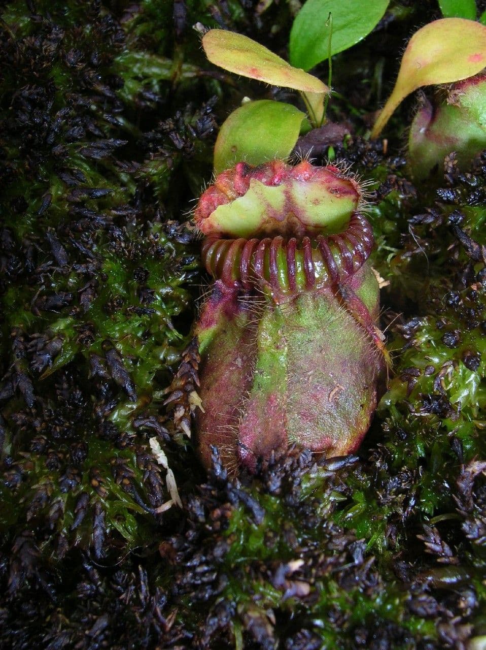 Cephalotus 7