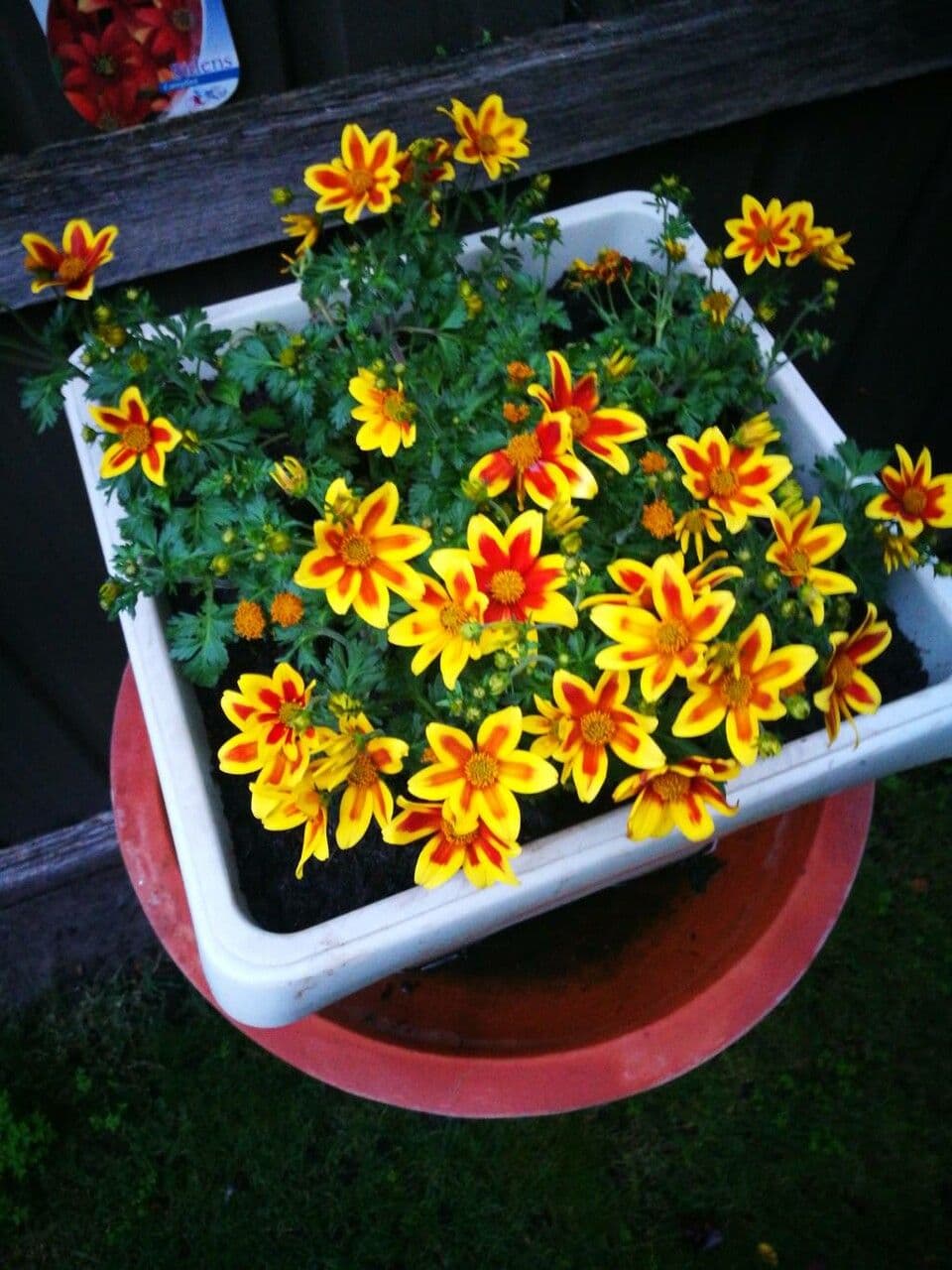 Bidens a tre nervature 5