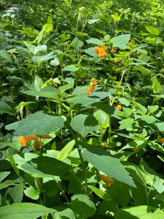 Orangerotes Springkraut 20