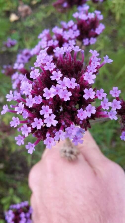 Verbena di Buenos Aires 8