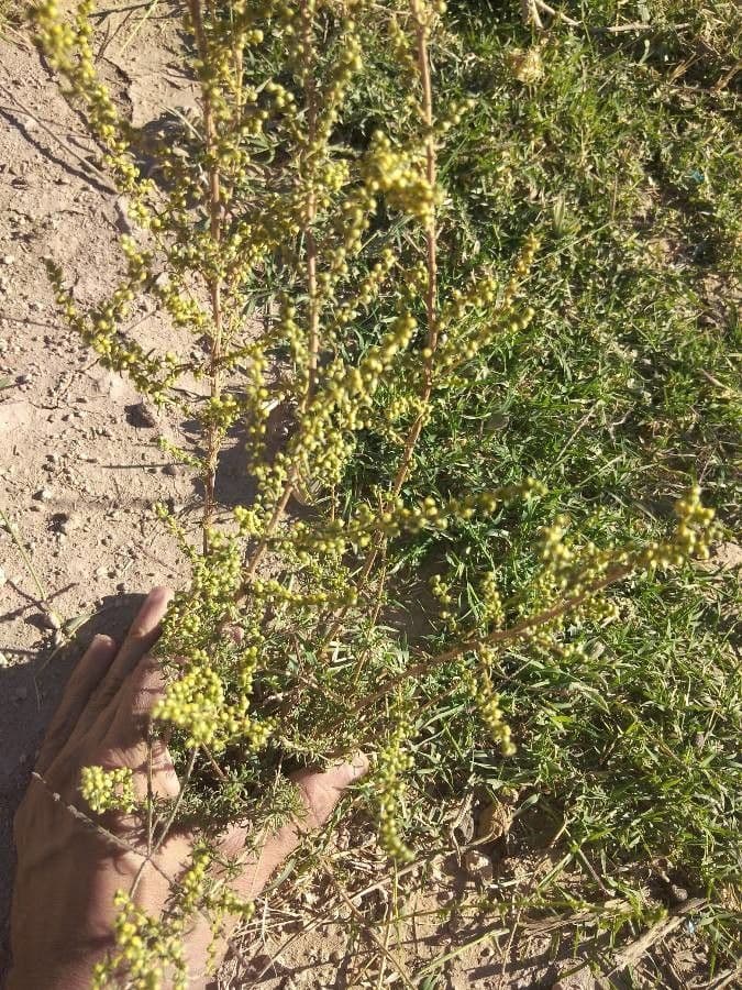 Field sagewort 19