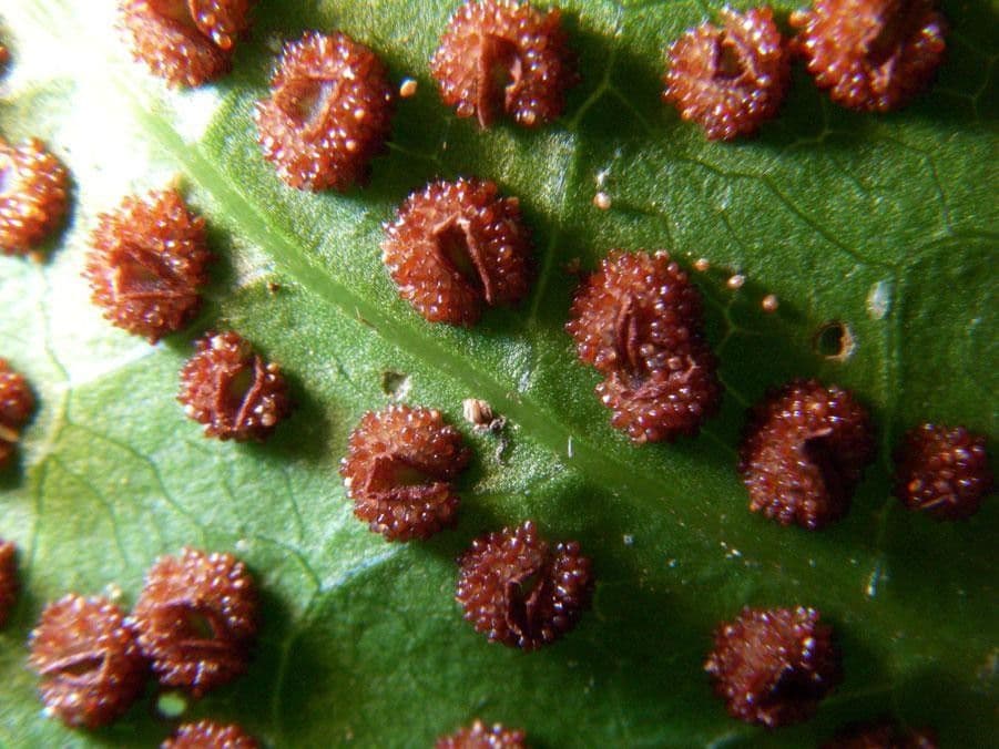 Tektaria wcinana