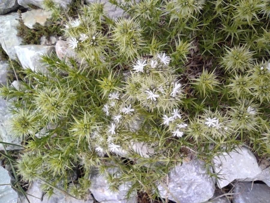 Eryngium eterofillo 13