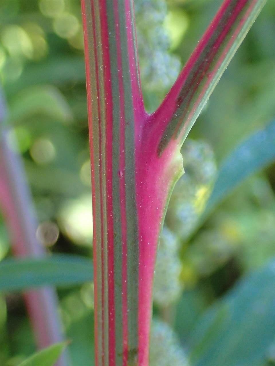 Chenopodio rigido 22