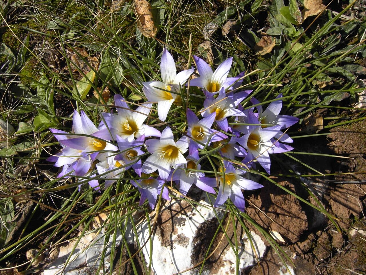 Romulea 3