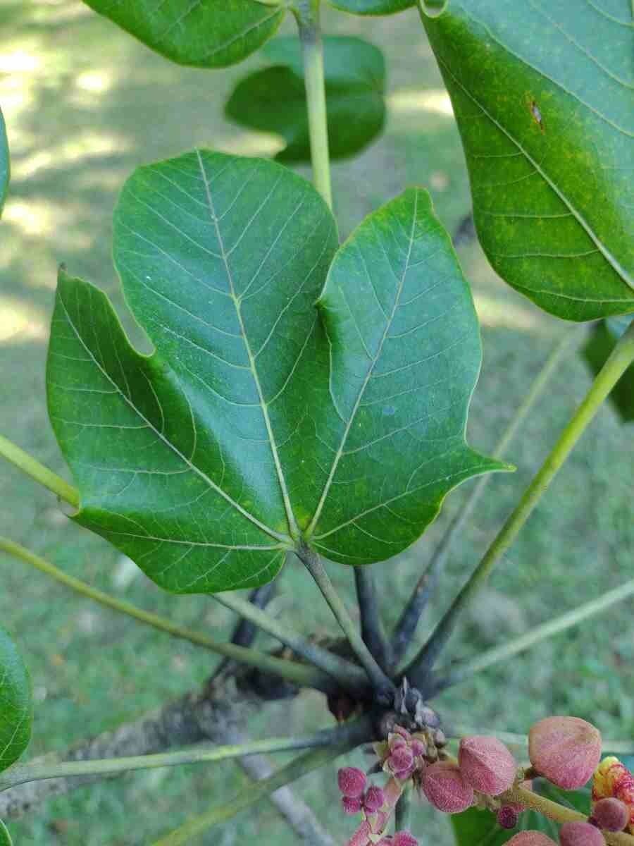 Sterkúlia bezkvetá 15