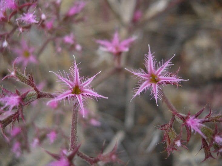 Chorizanthe 2