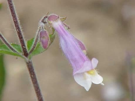 Penstemon gracile 2