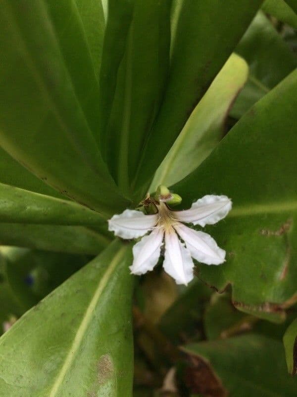 Scaevola taccada 8