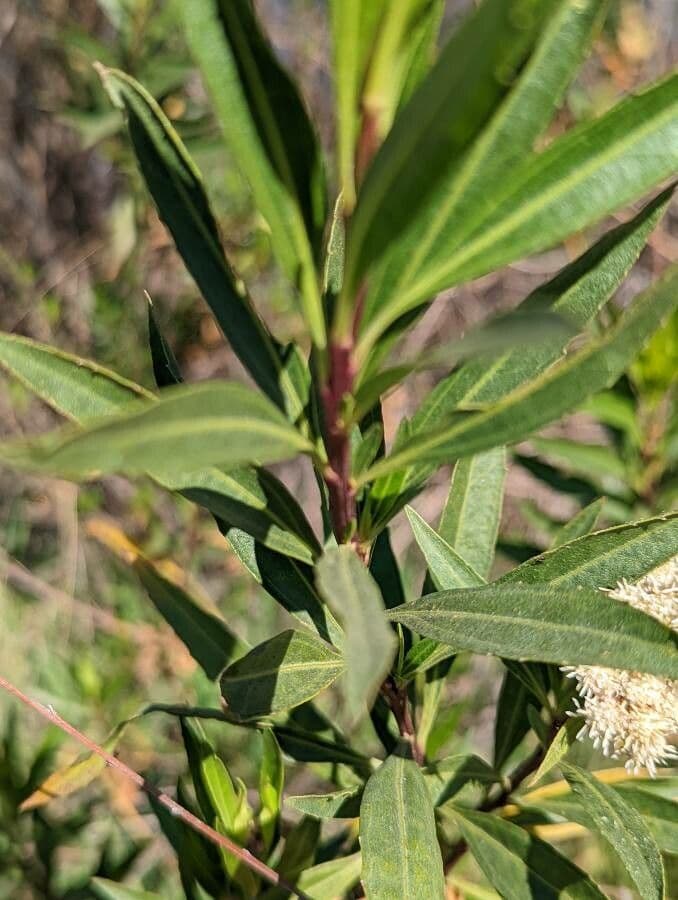 Emorys Baccharis 6