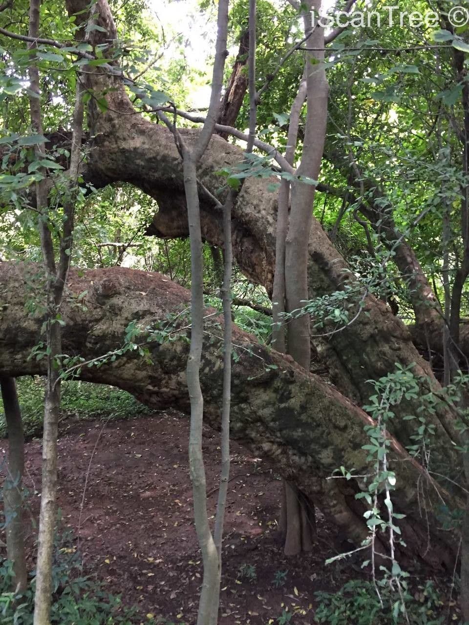 Combretum 2