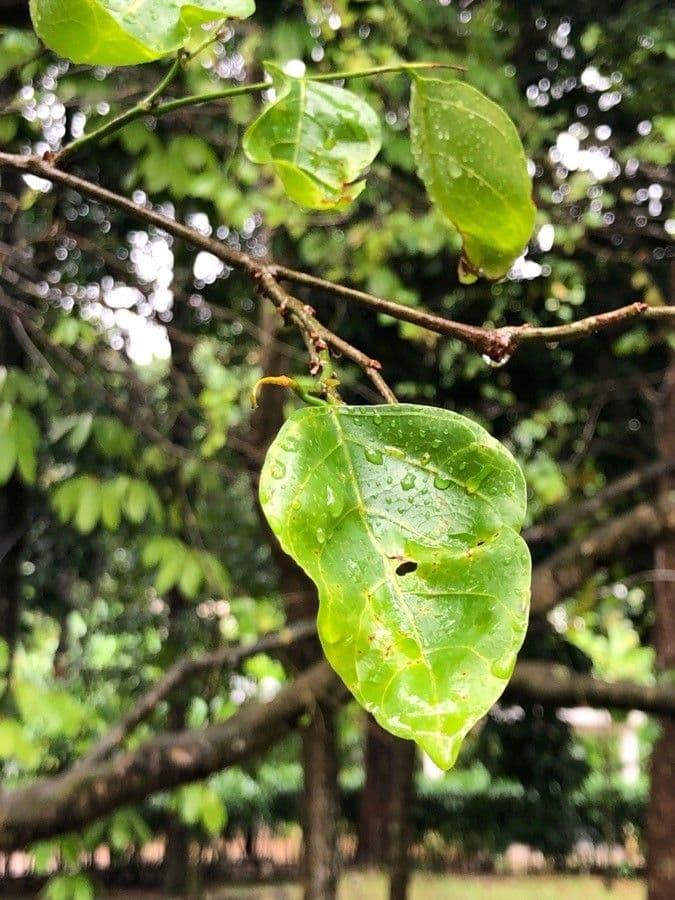 Dalbergia Oliveri 2