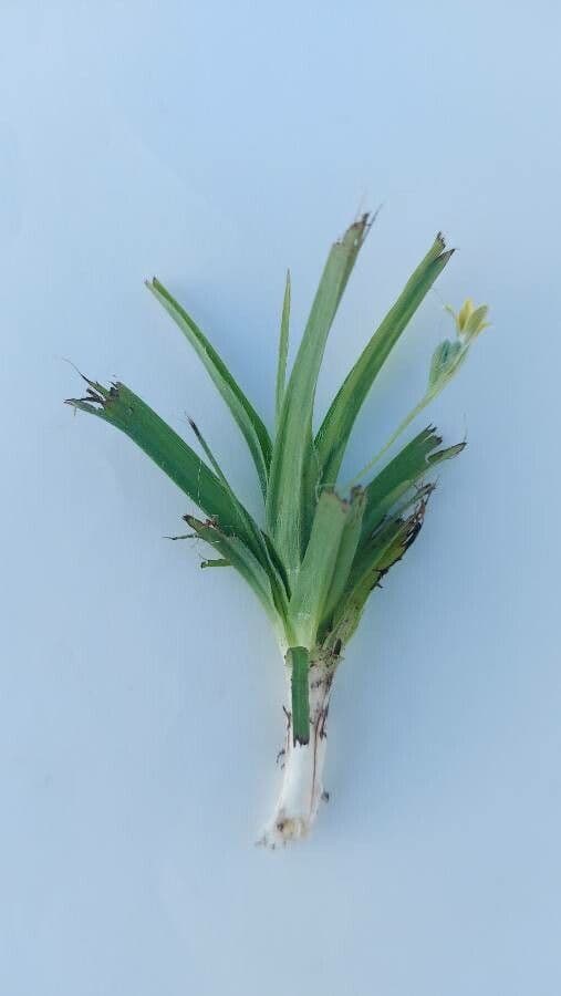Hypoxis 11