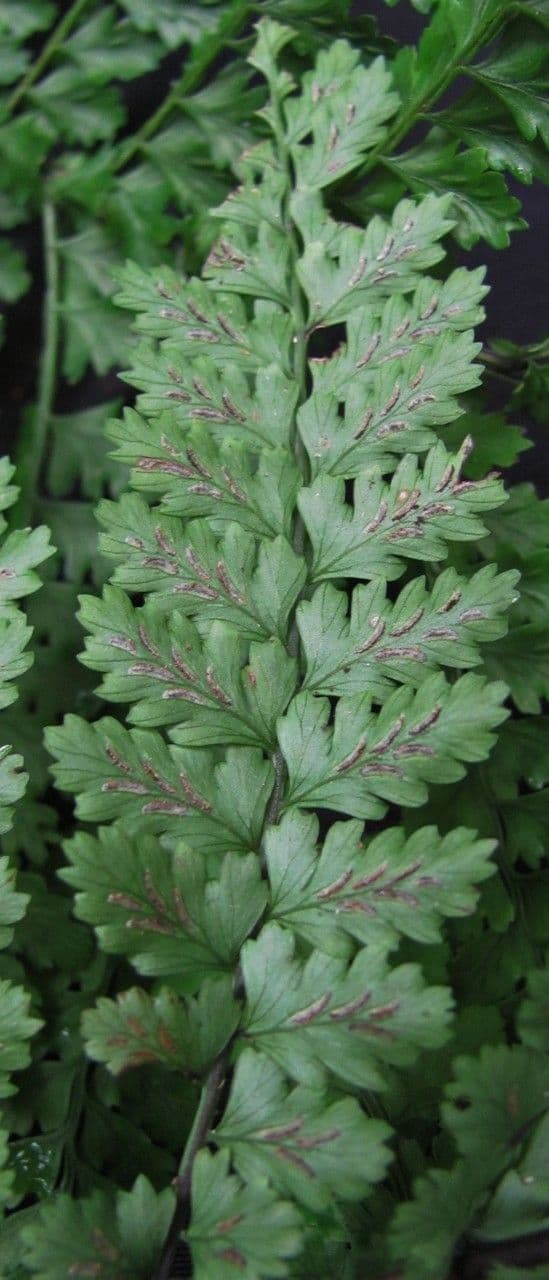 Asplenium 2