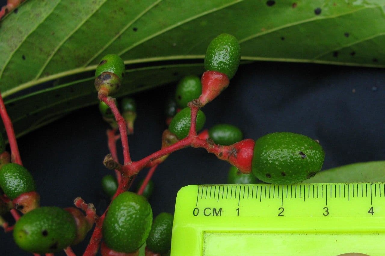 Ocotea 5