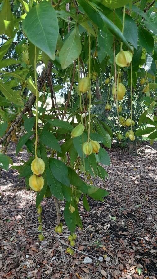 Barringtonia 2