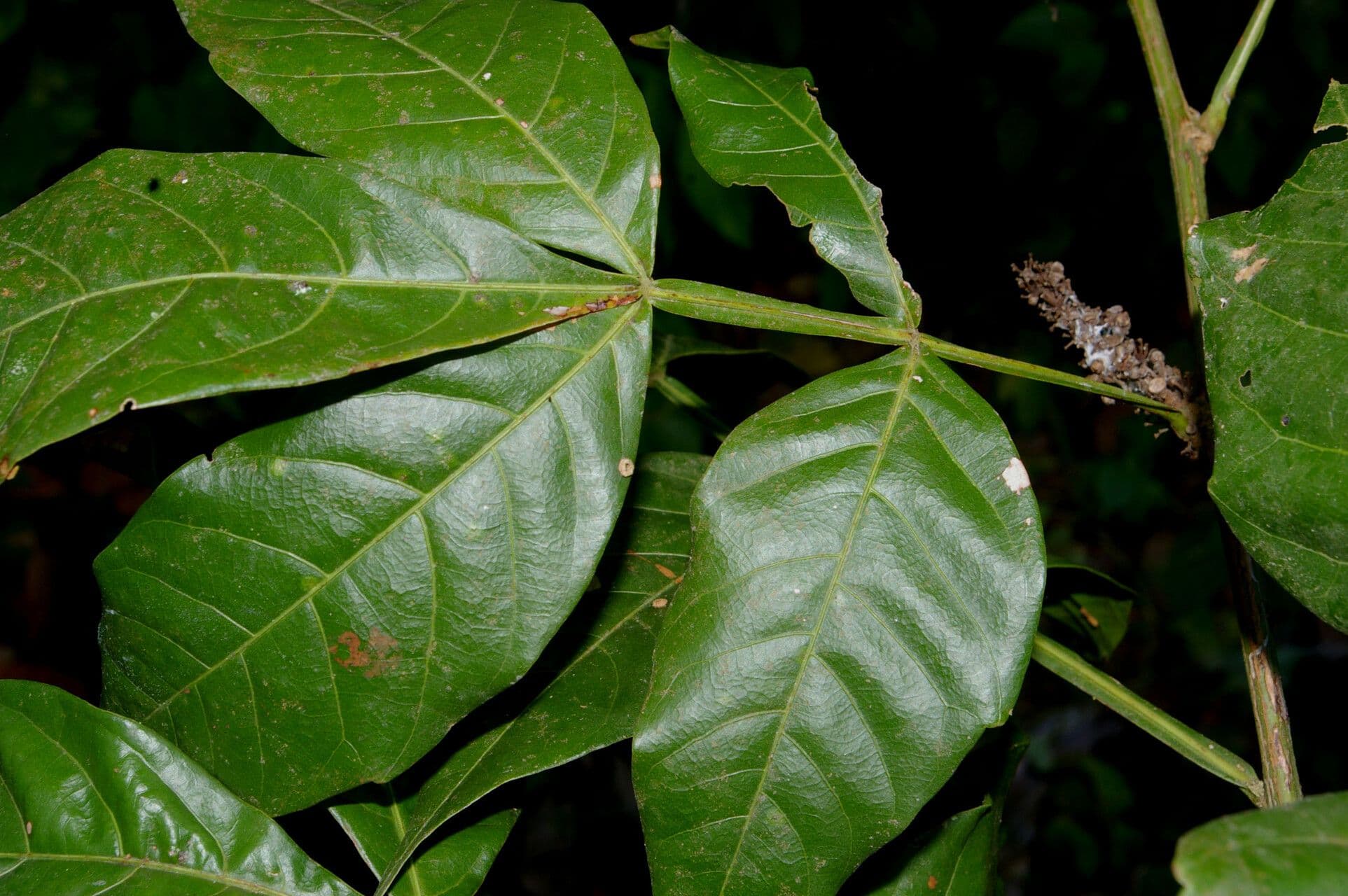 Paullinia pinnata 7