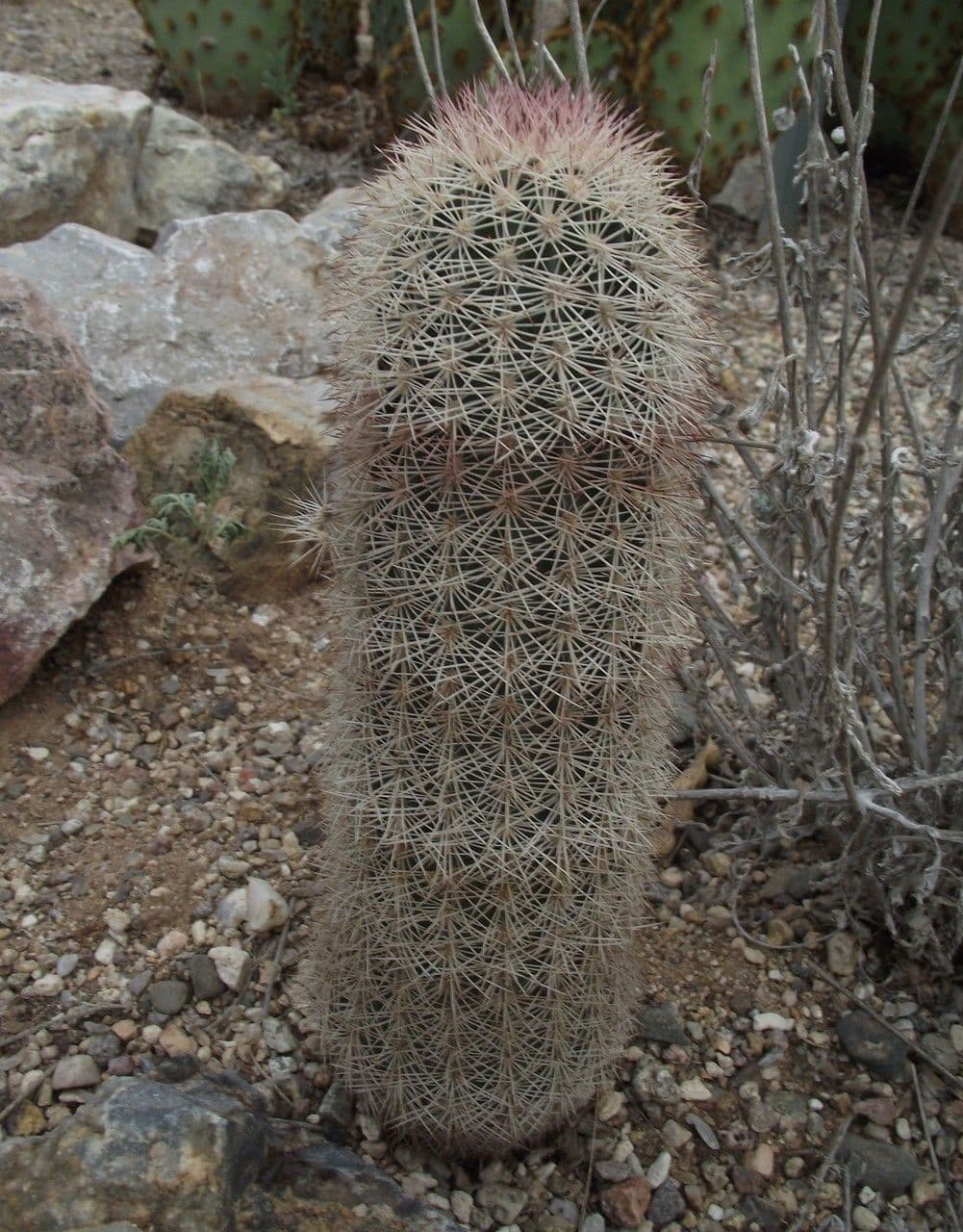 Echinocereus 6