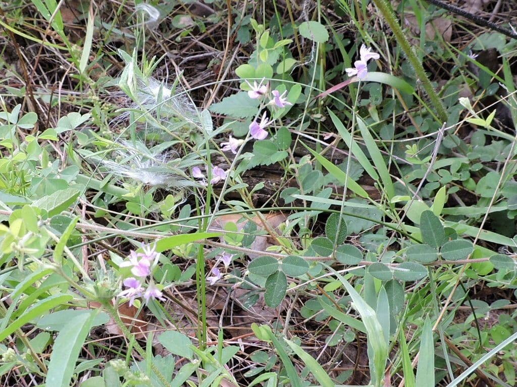 Lespedeza texana 5
