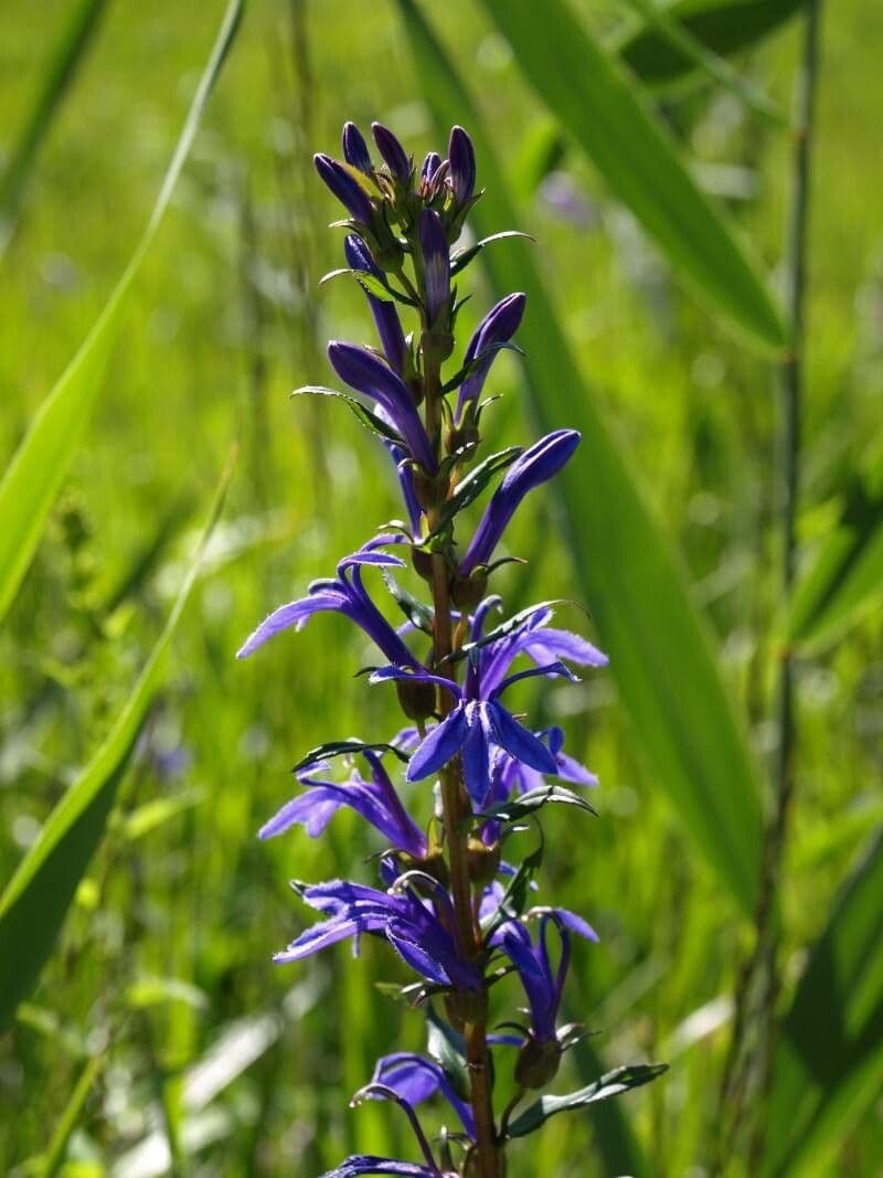 Lobelia