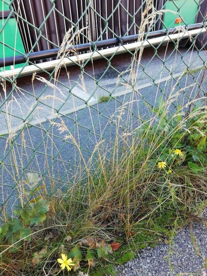 Festuca di Huon 13